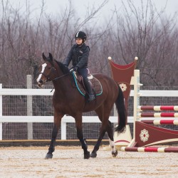 HorseBase_0 - Copy