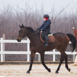 HorseBase_1 - Copy