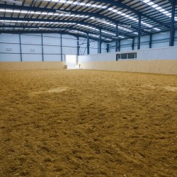 HorseBase_100