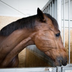 HorseBase_156