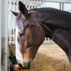 HorseBase_164