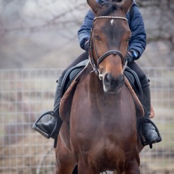 HorseBase_17