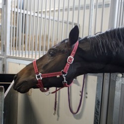 HorseBase_172