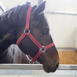 HorseBase_173