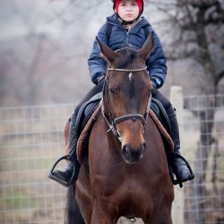 HorseBase_18