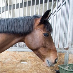 HorseBase_182