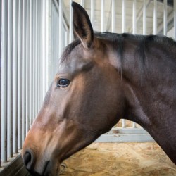 HorseBase_188
