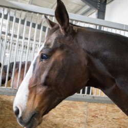 HorseBase_189