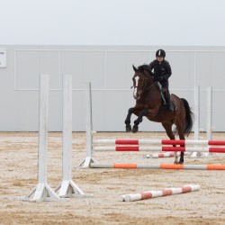 HorseBase_19