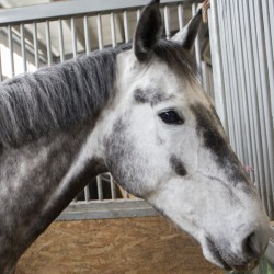 HorseBase_191