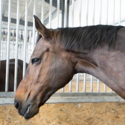 HorseBase_196