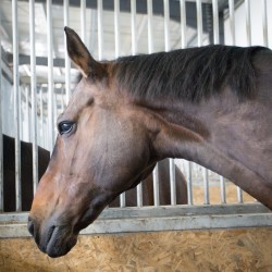 HorseBase_197