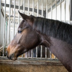 HorseBase_198