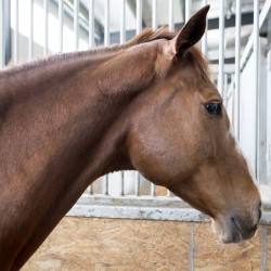 HorseBase_199