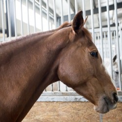 HorseBase_200