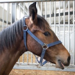 HorseBase_204