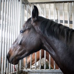 HorseBase_207