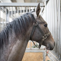 HorseBase_208