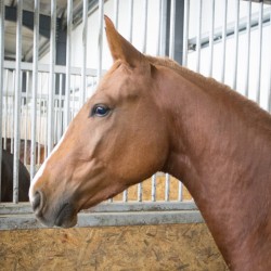 HorseBase_209