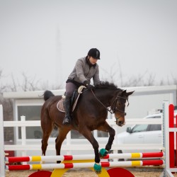 HorseBase_21