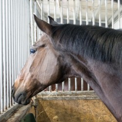 HorseBase_210