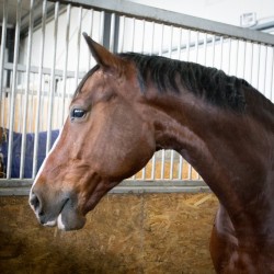 HorseBase_212