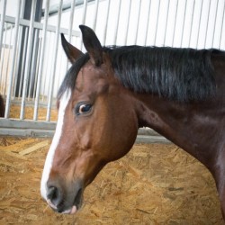 HorseBase_213