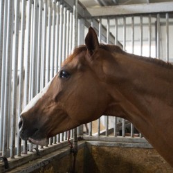 HorseBase_217