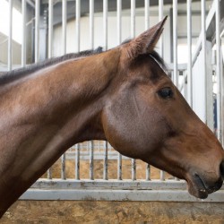 HorseBase_221