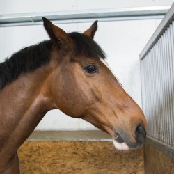 HorseBase_224