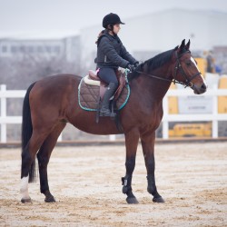 HorseBase_28