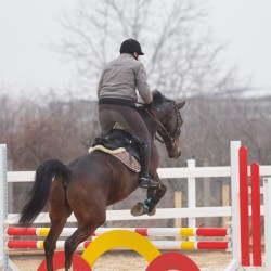 HorseBase_29