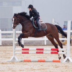 HorseBase_37