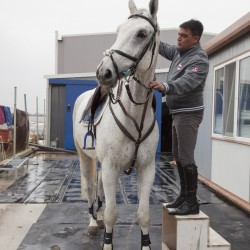 HorseBase_373