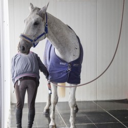 HorseBase_409