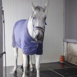 HorseBase_411