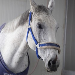 HorseBase_412