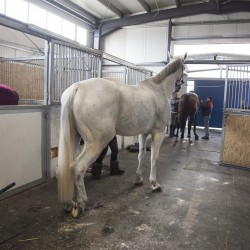 HorseBase_440