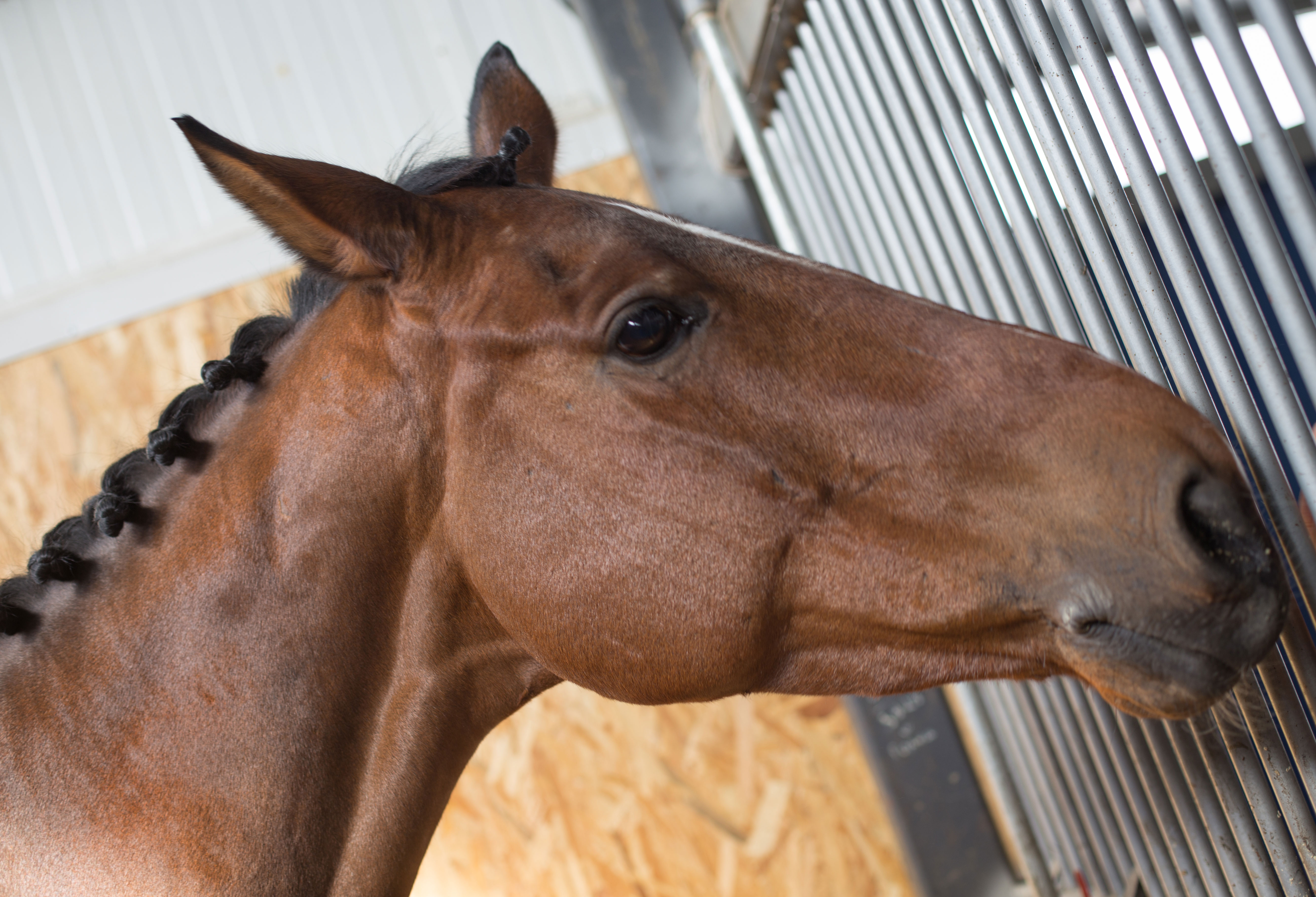 HorseBase-People_5