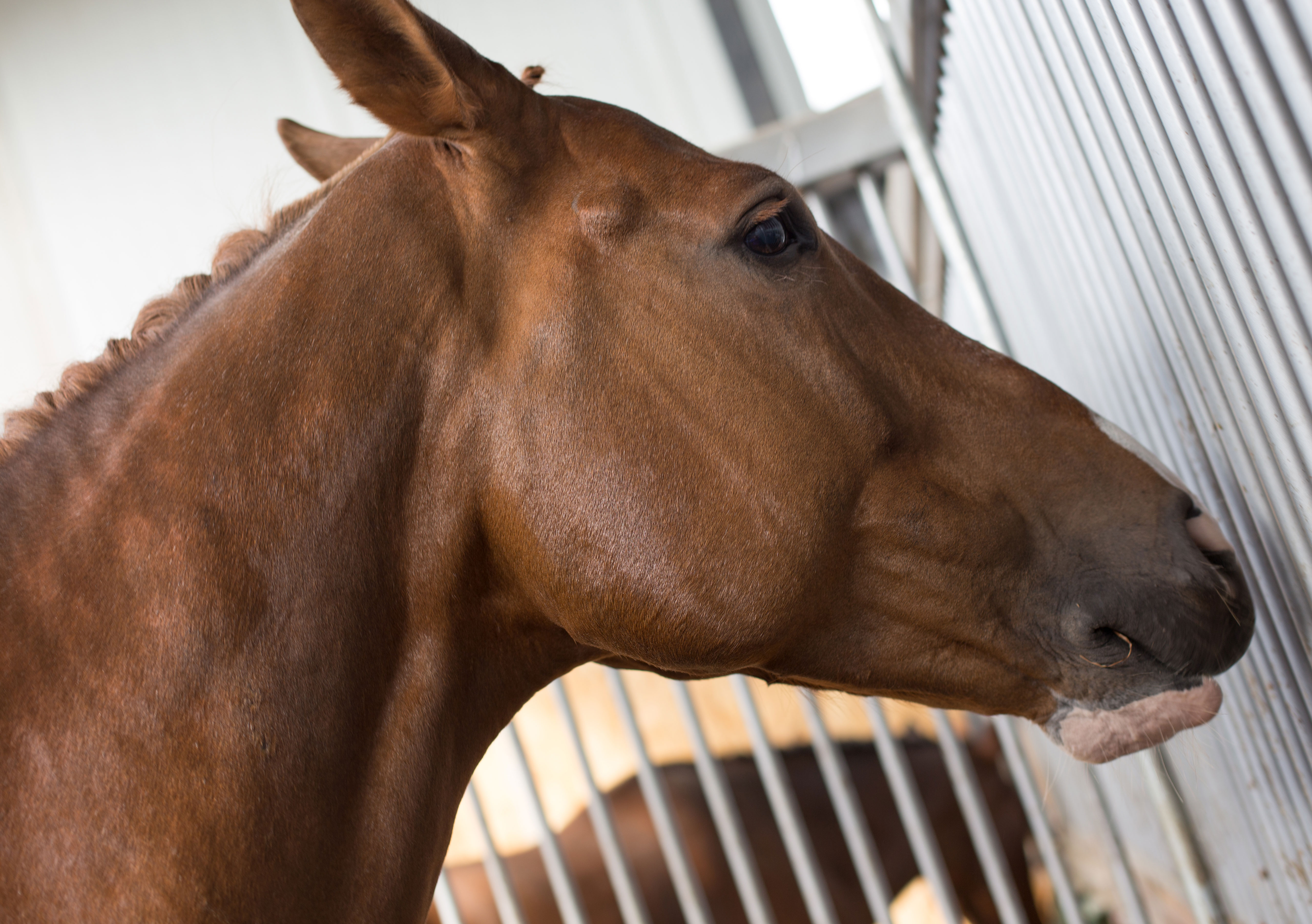 HorseBase-People_8